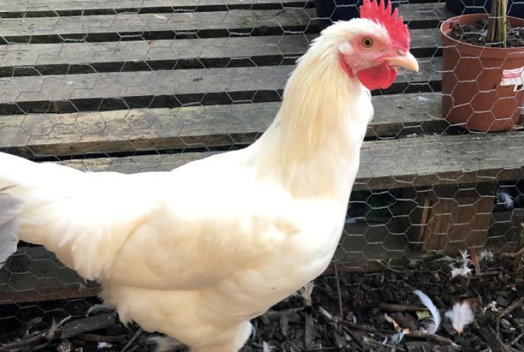 Poultry back at farm show after two-year suspension