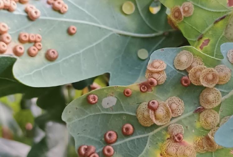 Lengthen growing season with more to enjoy