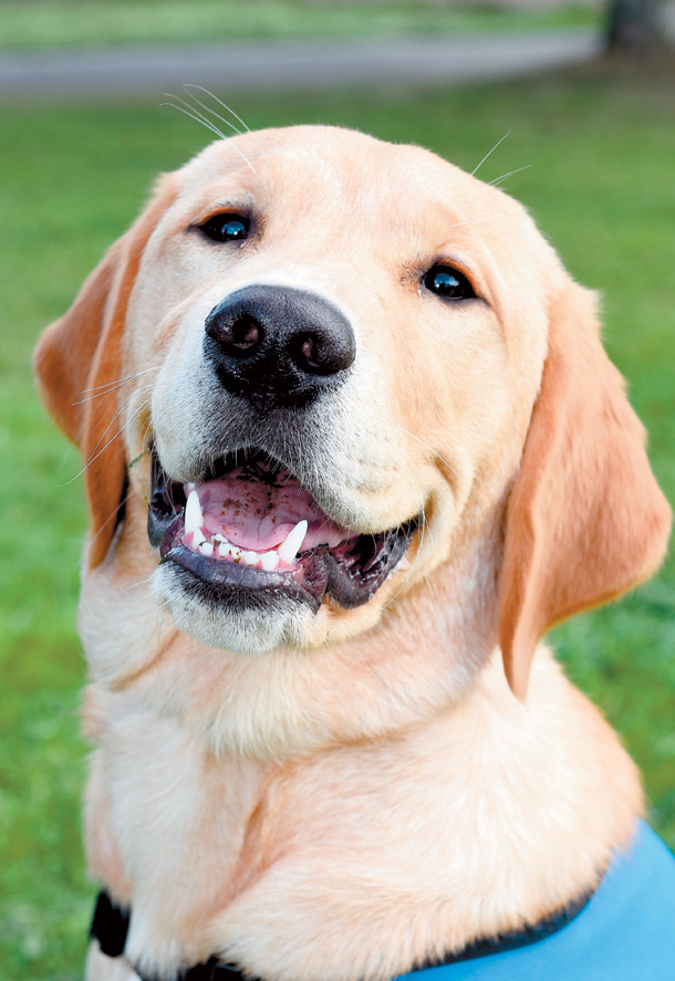 Puppy walkers needed to help train guide dogs Photo 1 of 1 Windsor